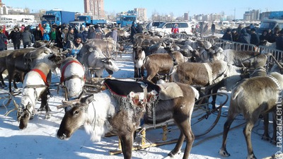 В Якутии более 50 северных оленей погибли от сезонного заболевания