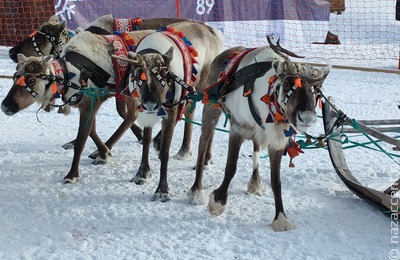 Праздник Севера в Ловозере